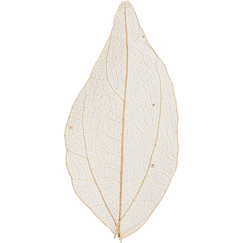Creativ company skeleton leaves, l: 4.5-8 cm, natural, 20 pieces 1 box