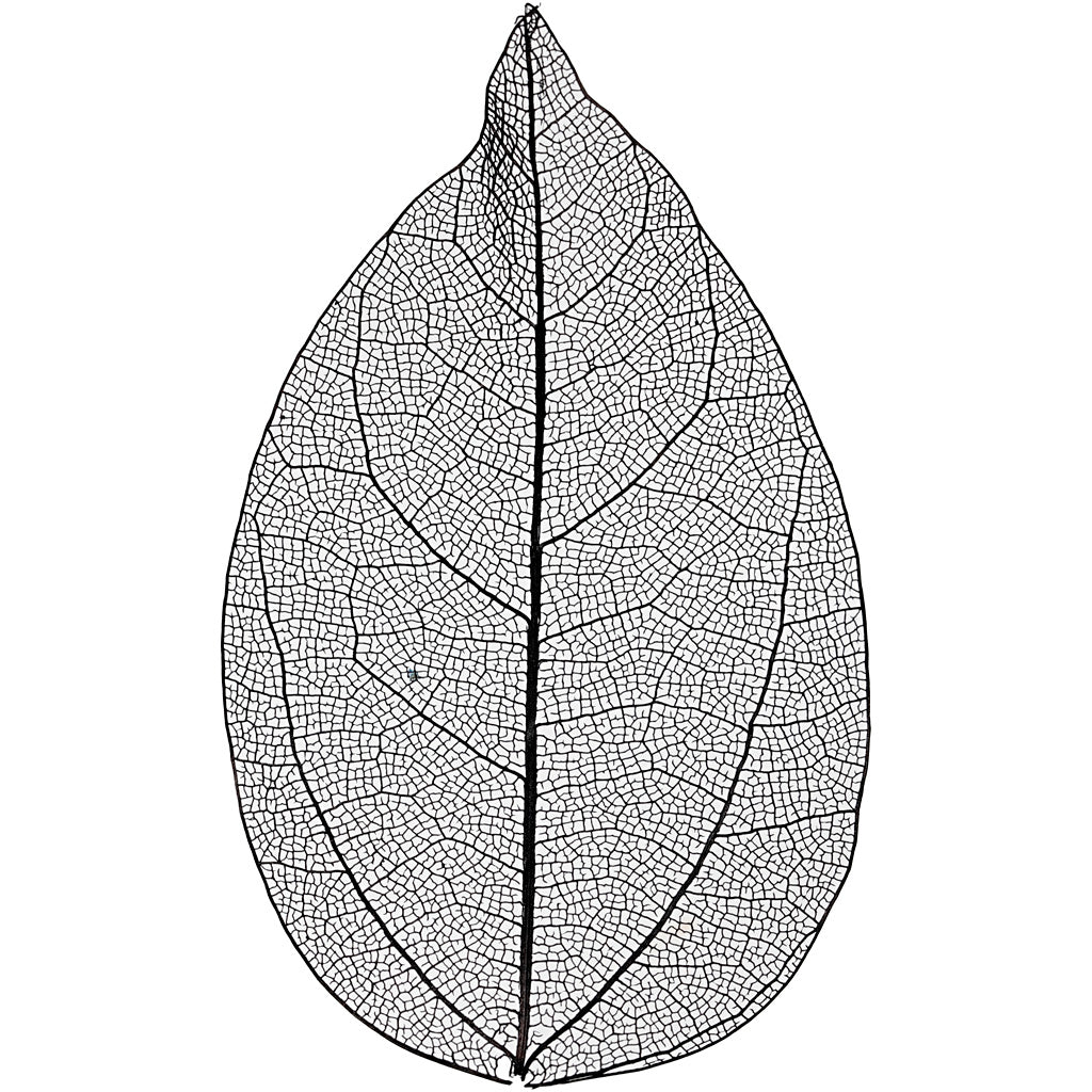 Creativ company skeleton leaves , l: 6-8 cm, black, 20 pieces 1 box