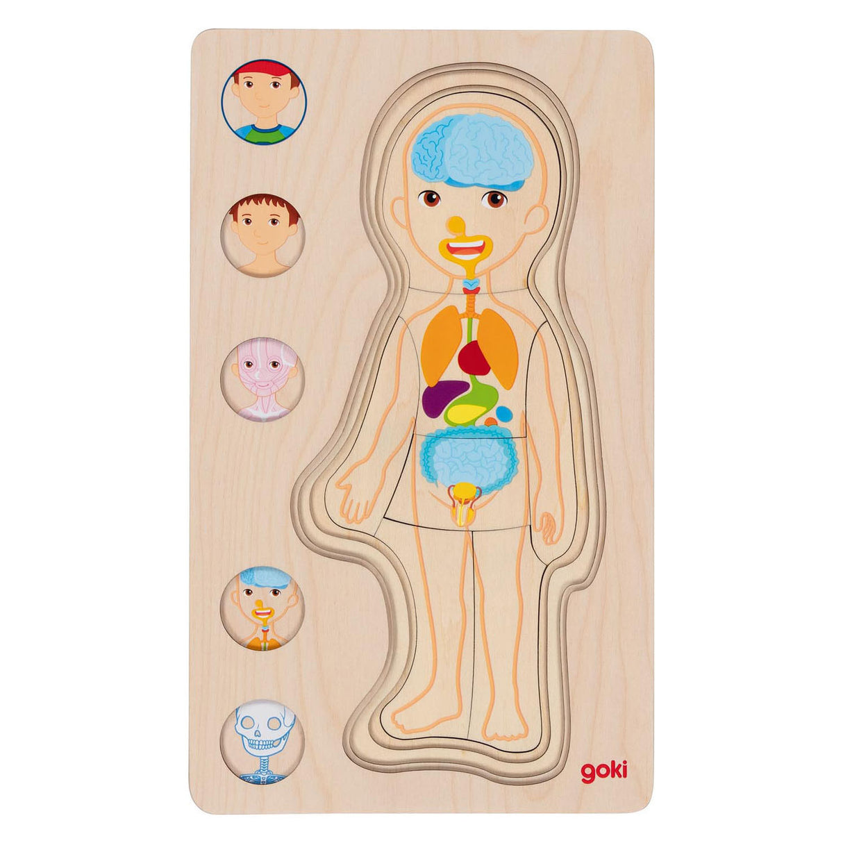 Goki lesena plast puzzle človeško telo, 29.