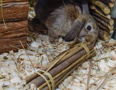 Nature First Happy Pet Willow palice