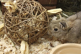 Nature first happy pet toy willow
