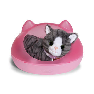 Baby geboren in meinem Katzenkeks mit Kiste