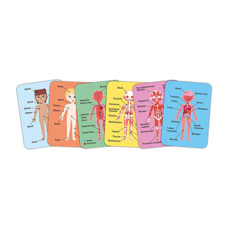 Hape menselijk lichaam magnetische puzzel - 63dlg.