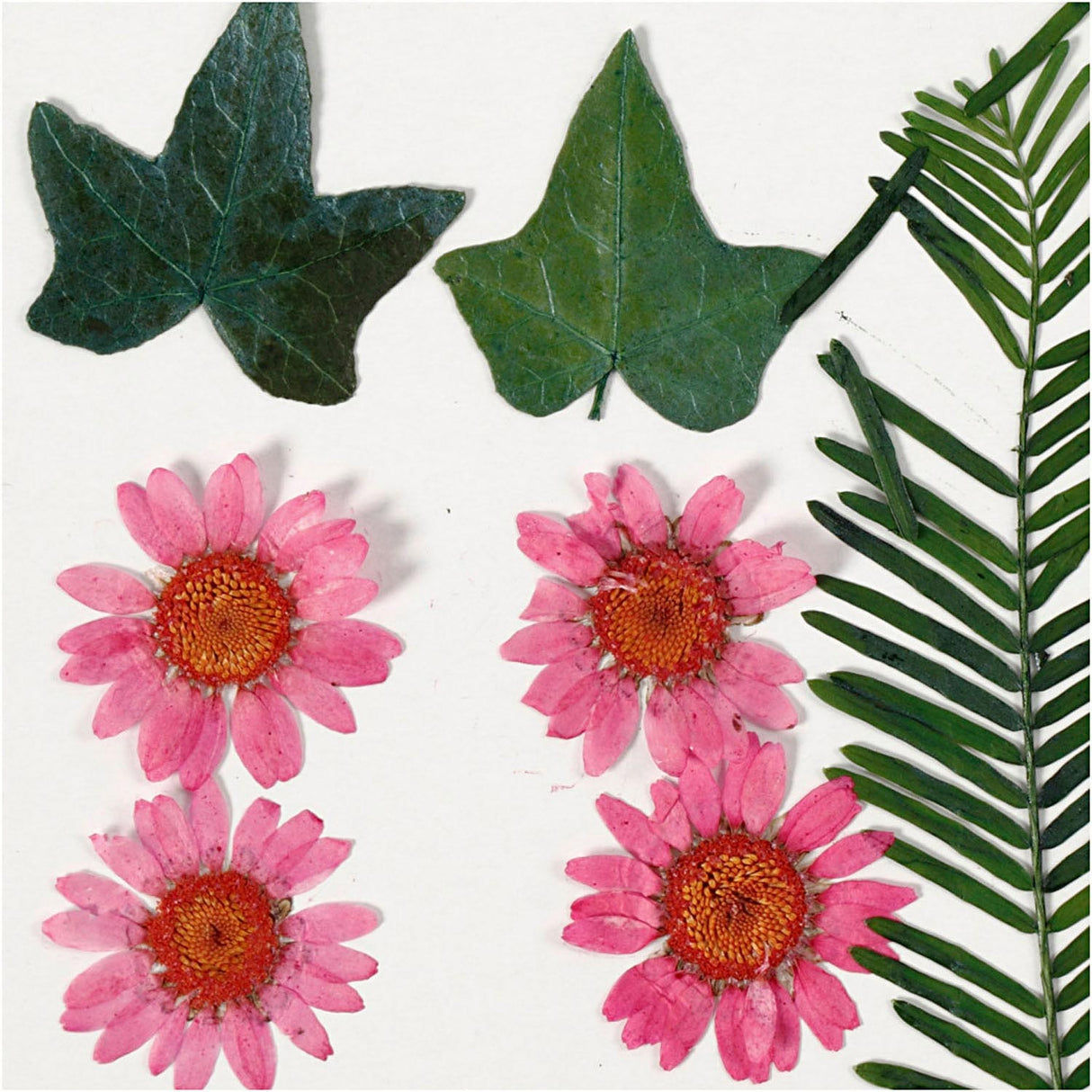 Dried flowers and leaves light red, 19dlg.
