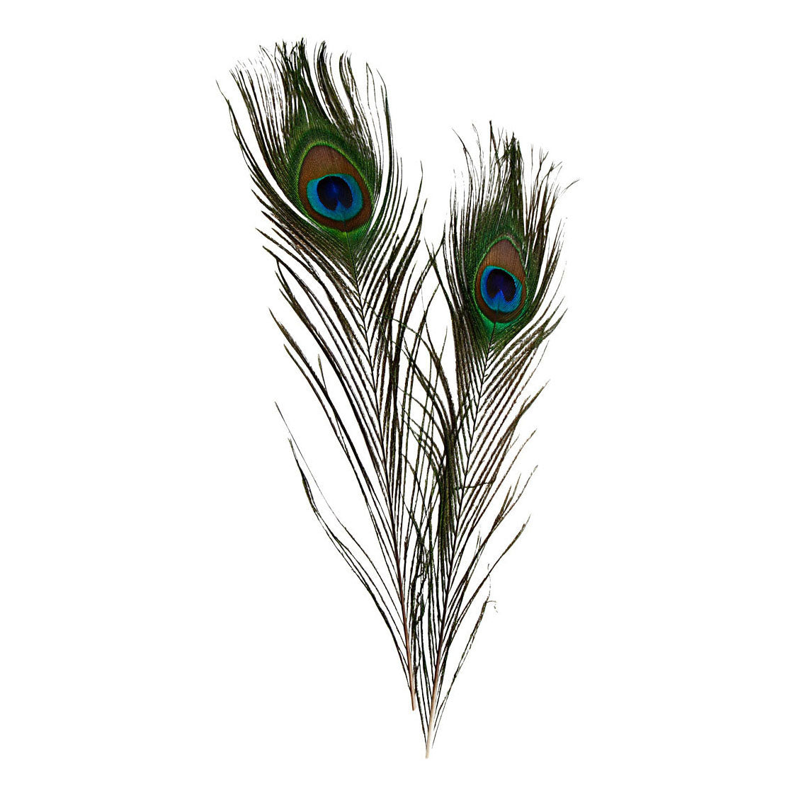 Creativ Company peacock feathers, 10 pc.