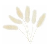 Creativ company lagurus grass, 6 pcs.
