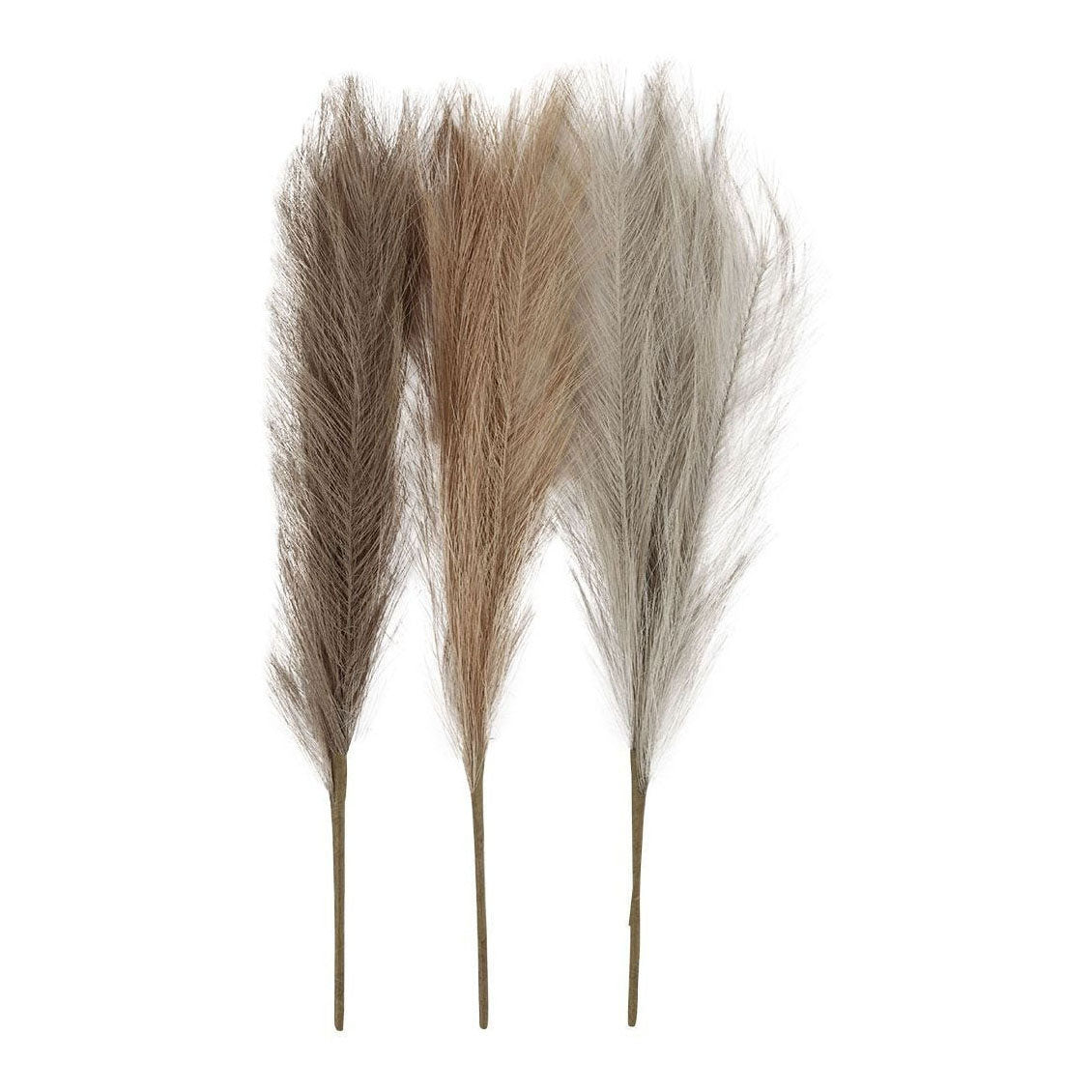 Ustvarjalno podjetje Pampasgras Beige Brown Grey, 3st.