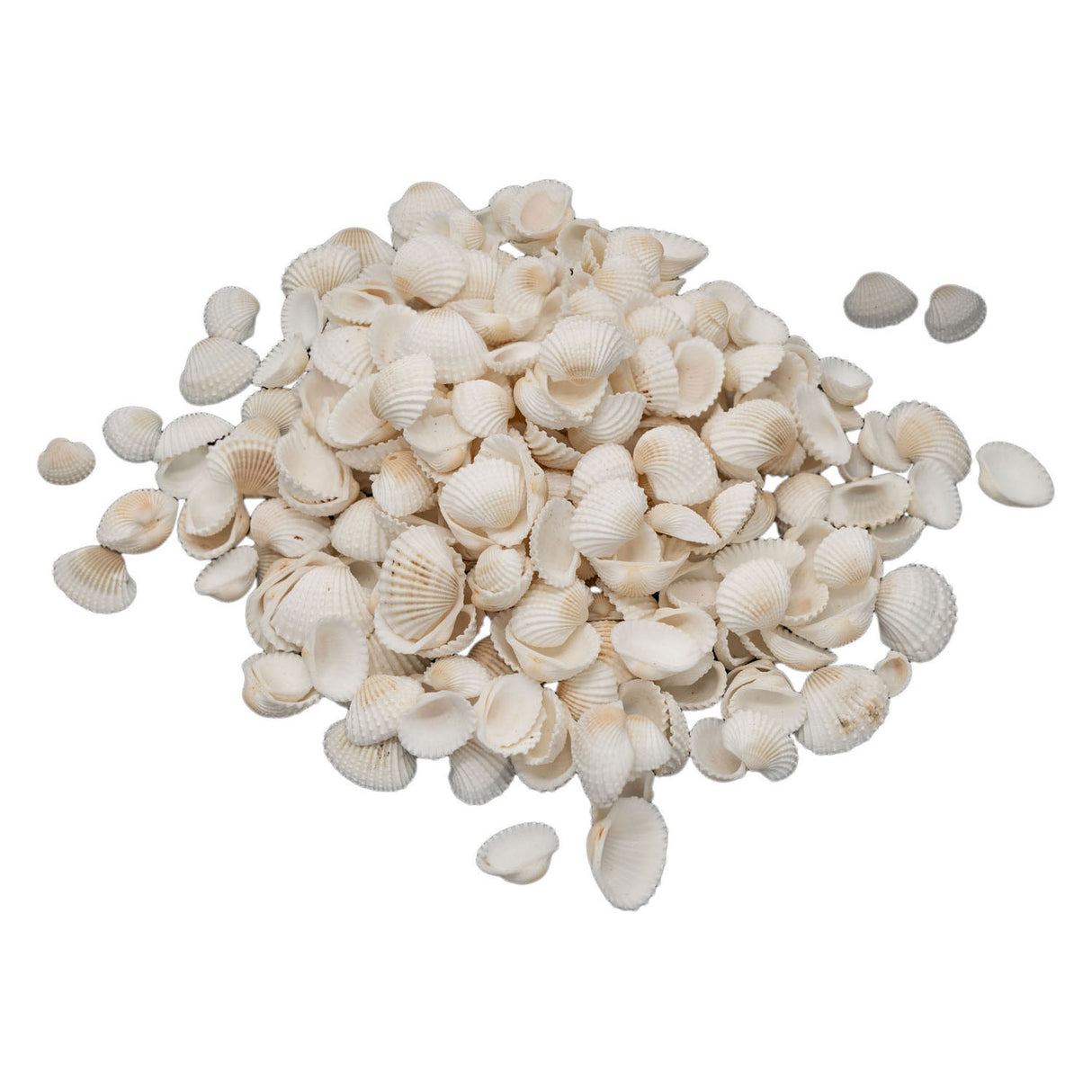 Colorations - Kleine Ark Schelpen, 500 grams
