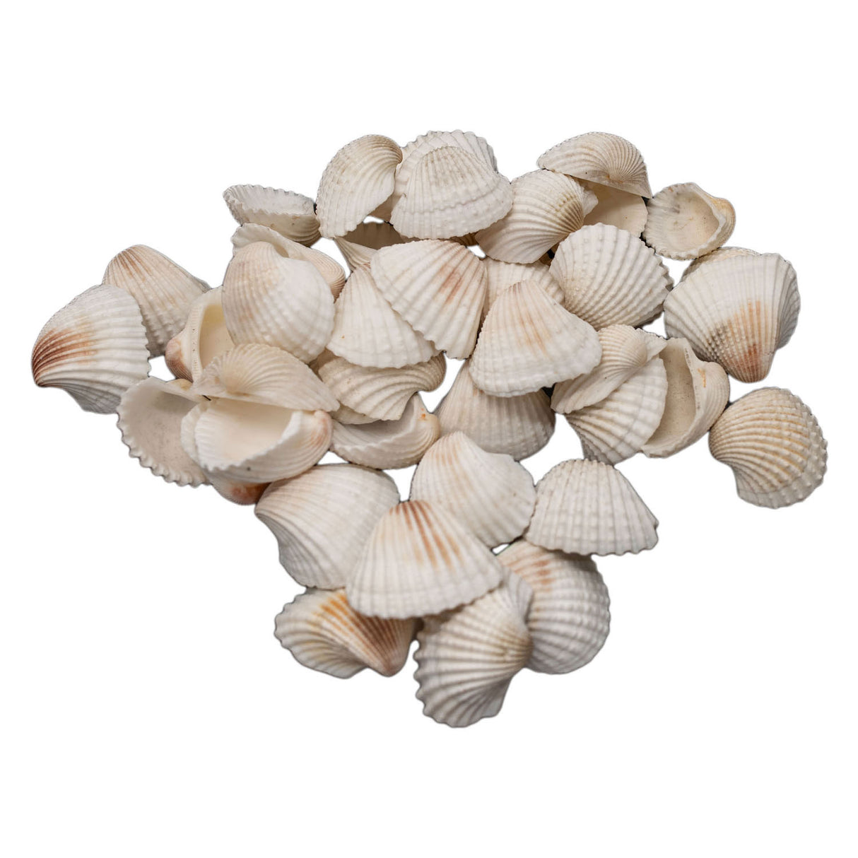 Colorations - Grote Ark Schelpen, 500 grams