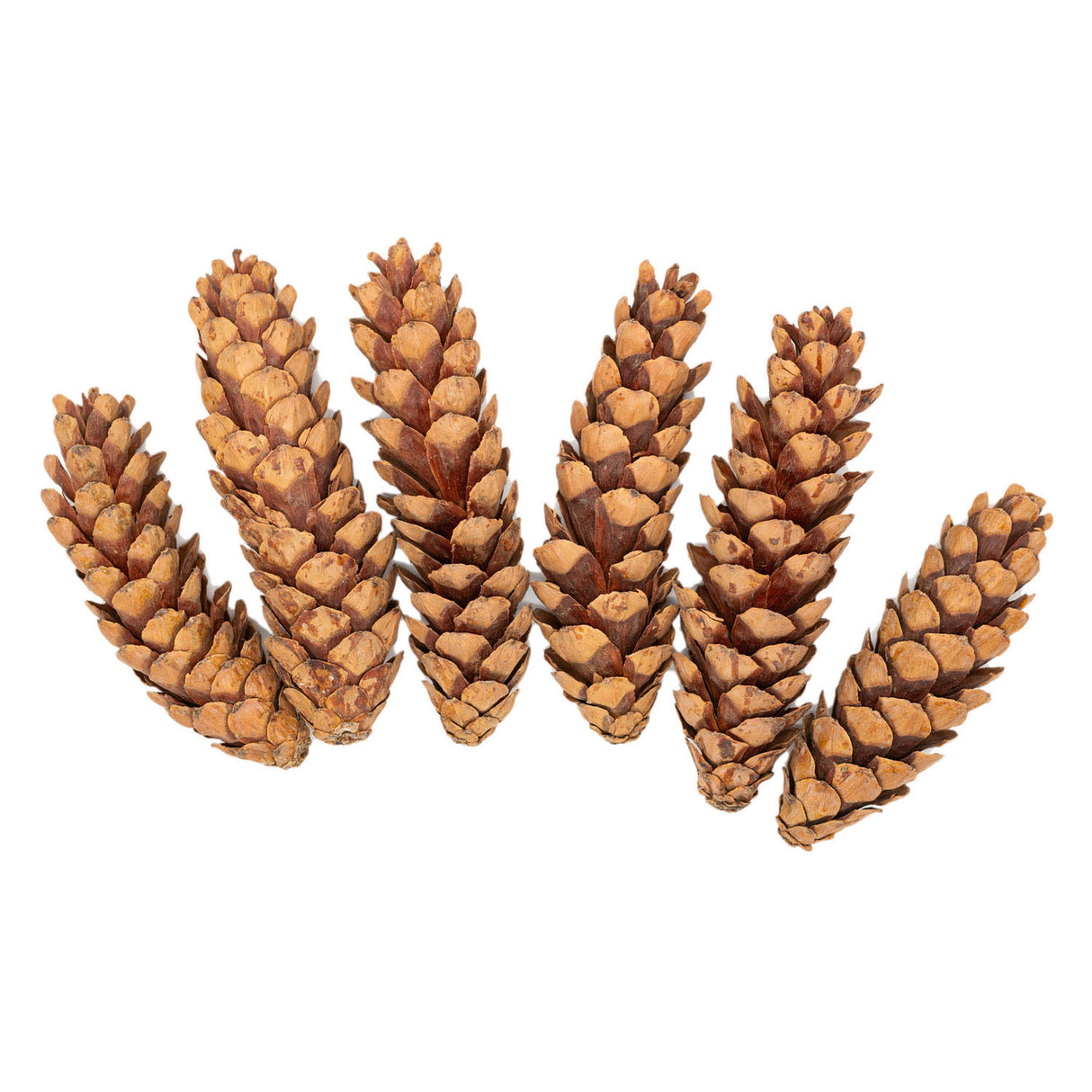 Colorations - Natural straw bus cones, 6th.