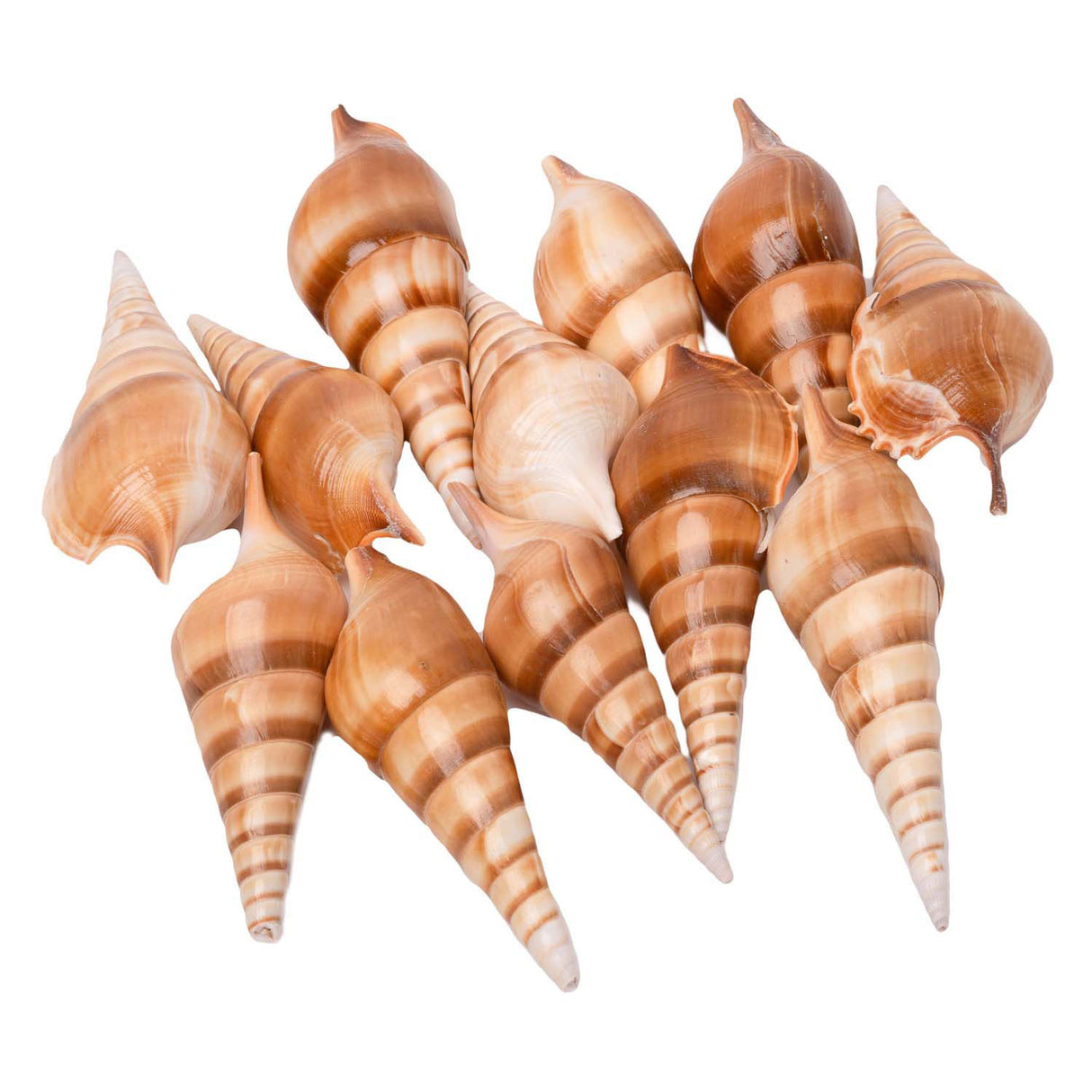 Colorations - Sea shells Tibia, 400G