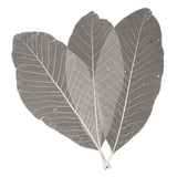 Dolgi listni skeleti, 24 kom.