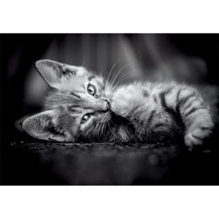 Clementoni puzzel 1000 stuks kitten compact