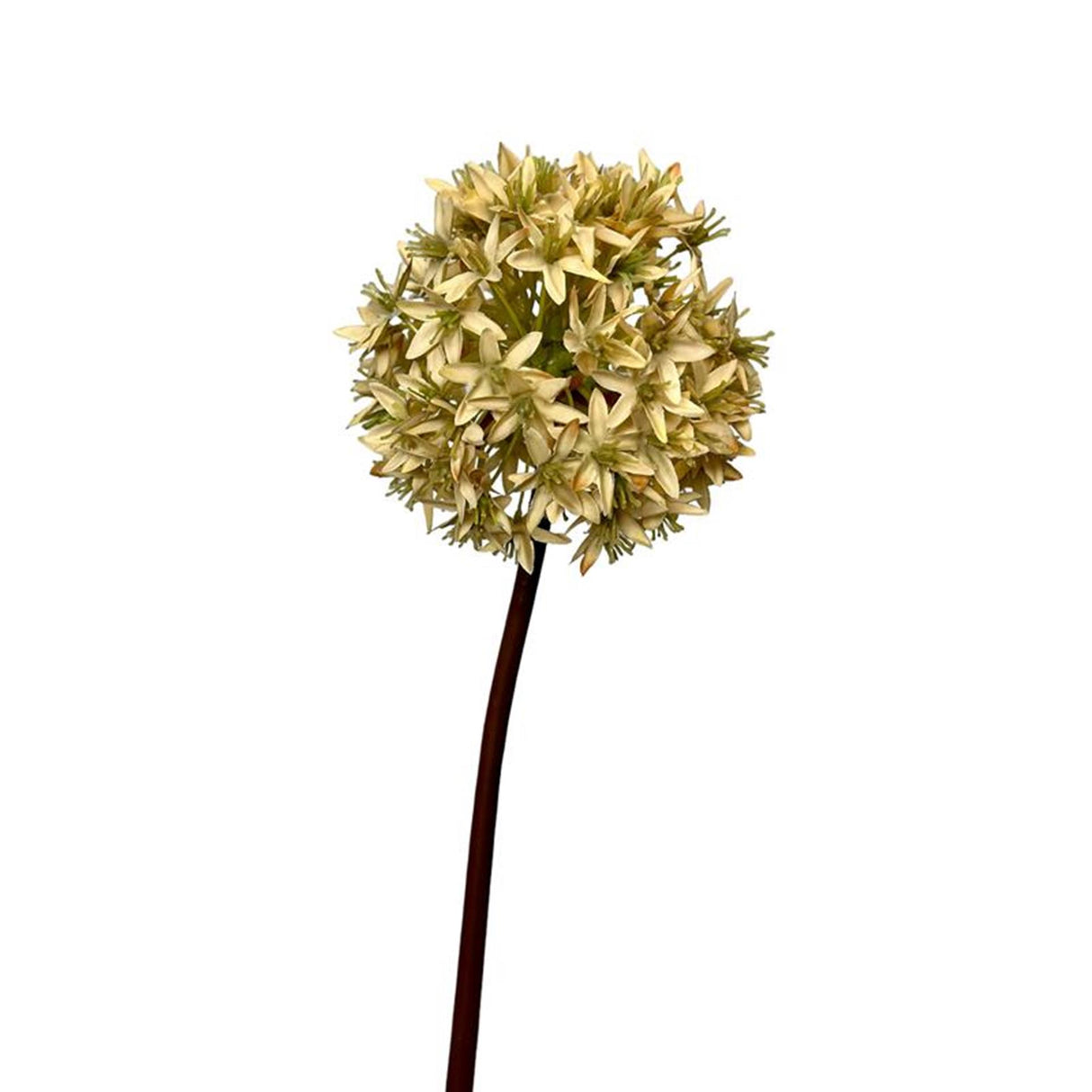 Roberts collection kunstbloem allium bol 60cm creme