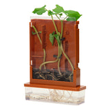 Kísérletek - növényi labirintus, 21 rész.