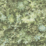 Noordwand nordwwn wallpaper Evergrénge suckulent Leen a Bige