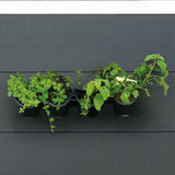 Garden de parede da natureza para ervas e flores verticalmente