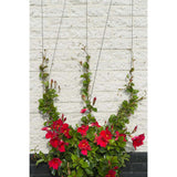 Nature Spandraad System til klatring af planter 6040760