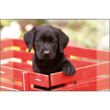 Kangaro desk pad black labrador puppy 38x58cm