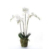 Orquídea de planta de arte esmeralda con musgo blanco 90 cm 20,355