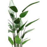 Emerald Art Plant Heliconia Plant Green 125 cm 419837