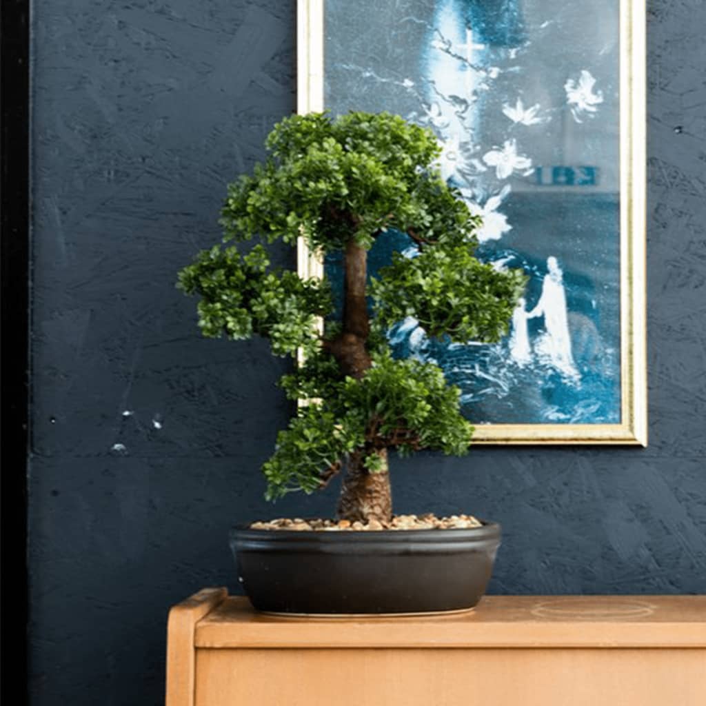Pianta d'arte di smeraldo in pentola marrone ficus minibonsai 43 cm