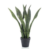 Smaragd Emerald Art Plant Sansevieria in Topf 55 cm