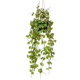 Smaragd Smaragdkunstpflanze in Topflaterne 50 cm hängen