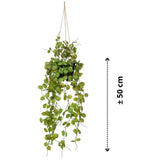Smaragd Smaragdkunstpflanze in Topflaterne 50 cm hängen