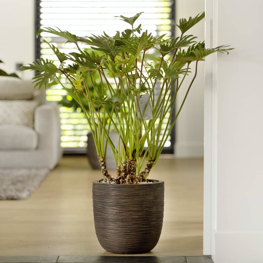 Capi Capi Planter Nature Rib 43x41 cm temno rjava