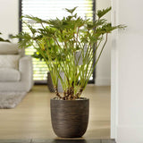 Capi Capi Planter Nature Rib 43x41 cm temno rjava
