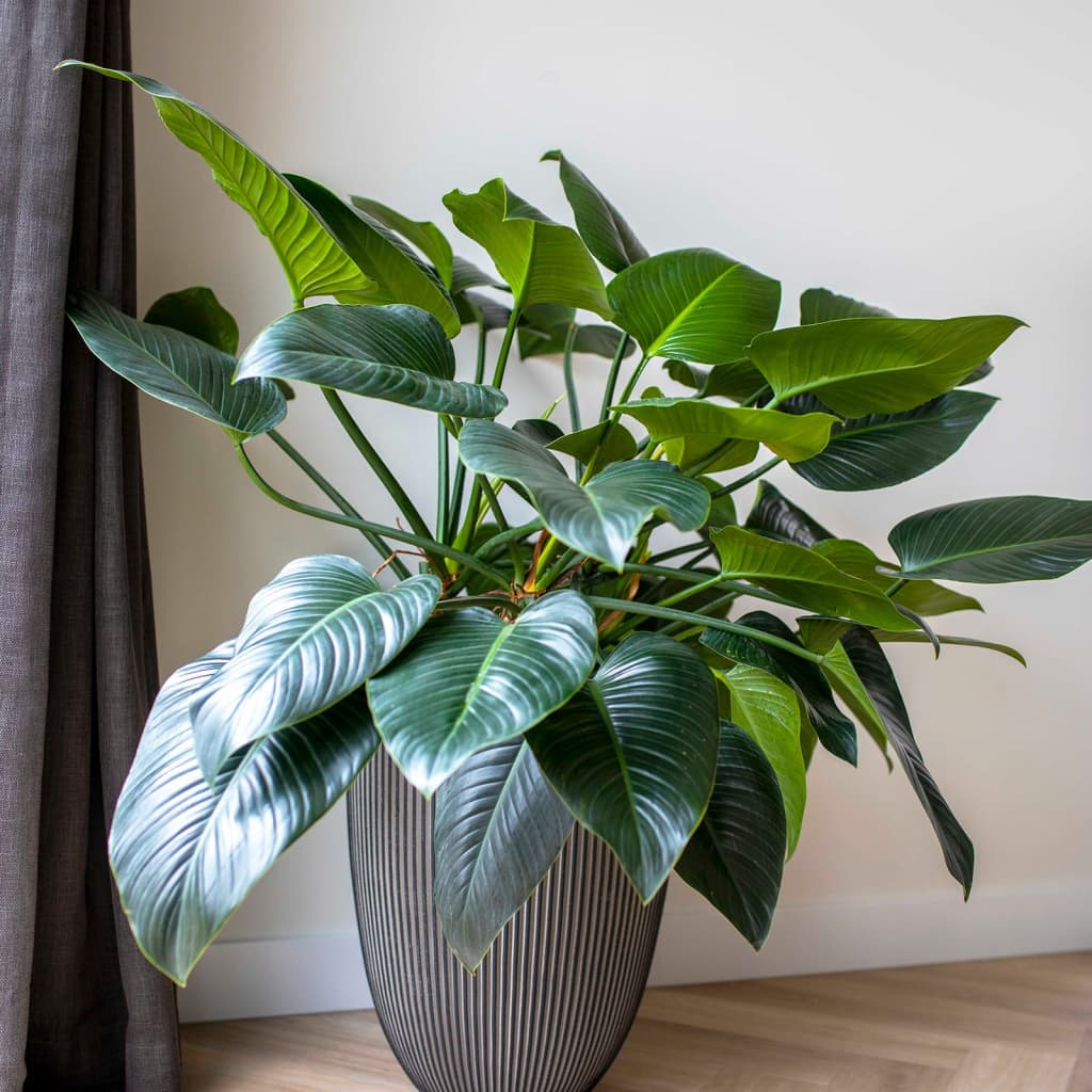 Capi Flowerpot Groove Elegant 46x58 cm Anthracite -colored