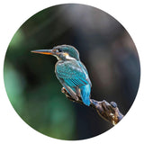 Wallart Wallow circle the Kingfisher 142.5 cm