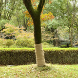 Vidaxl Jute Roll 200 g m² 1x10 m 100% iuta
