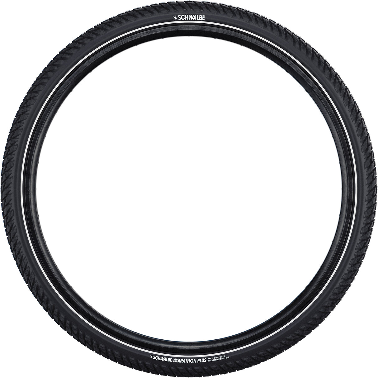 Schwalbe