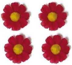 Fiore di basilico 4 Magrietjes rosso 50188