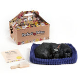 Perfect pet zzz soft black labrador (96323)