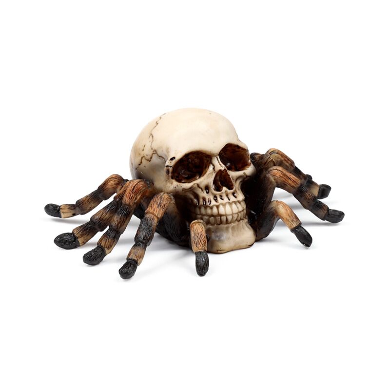 Crâne avec des jambes d'araignée