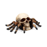 Crâne avec des jambes d'araignée