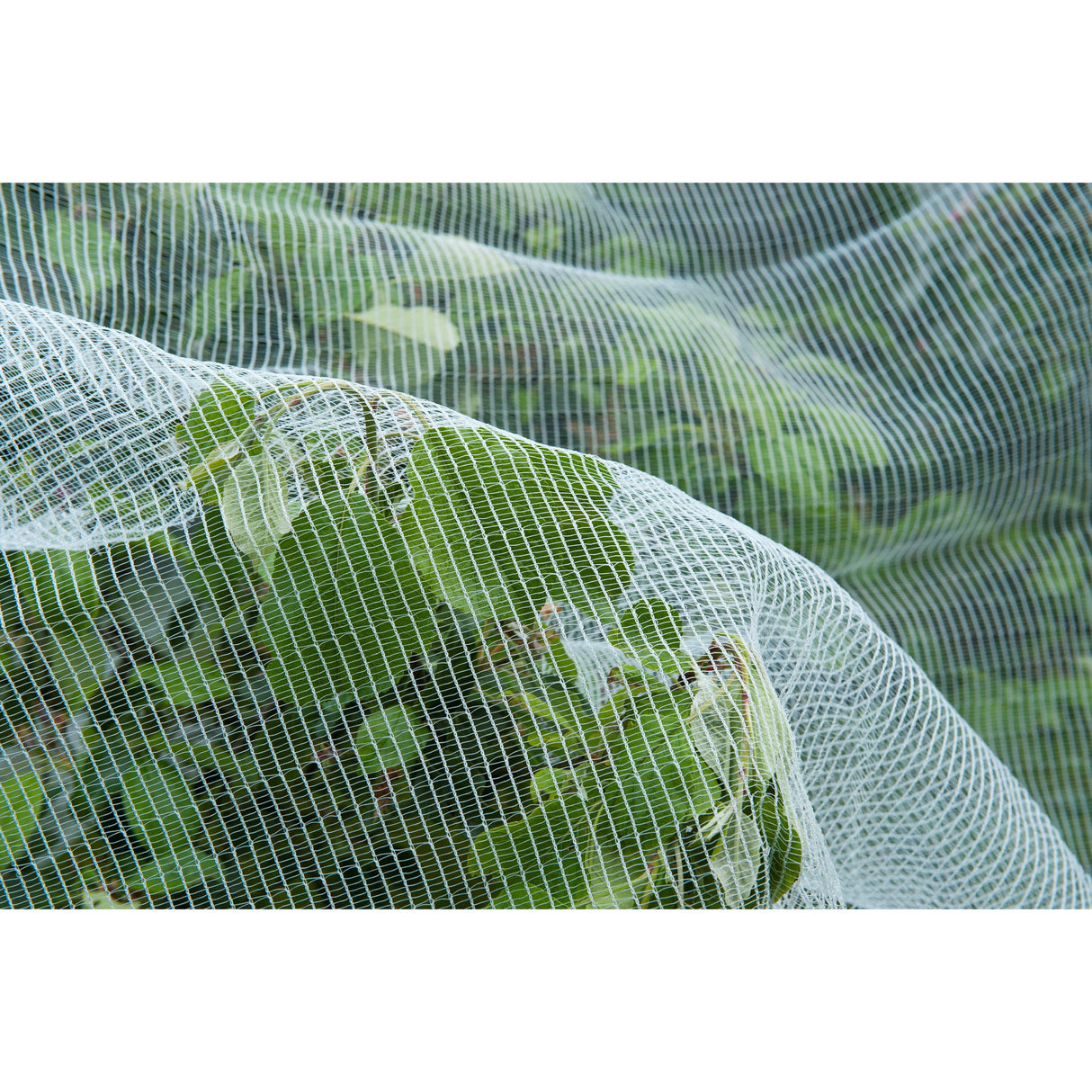 Nature Anti-insect Mesh Insect Screen (White Transparent, 5.2 x 5 m)