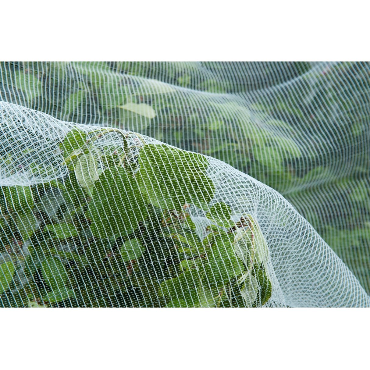 Mesh insecte de la nature, fine-mailli