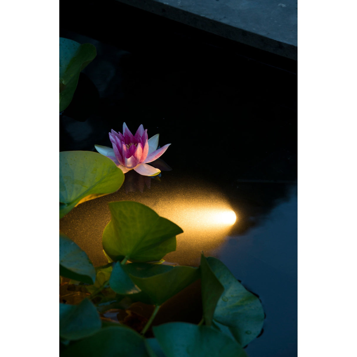 Ubbink Aquaspotlight førte undervandsbelysning
