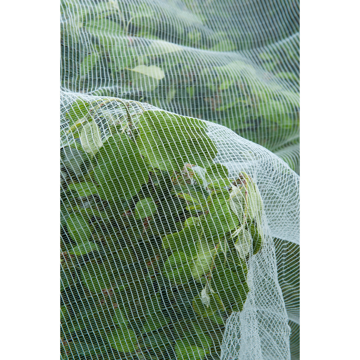 Nature Anti-insect Mesh Insect Screen (White Transparent, 5.2 x 5 m)