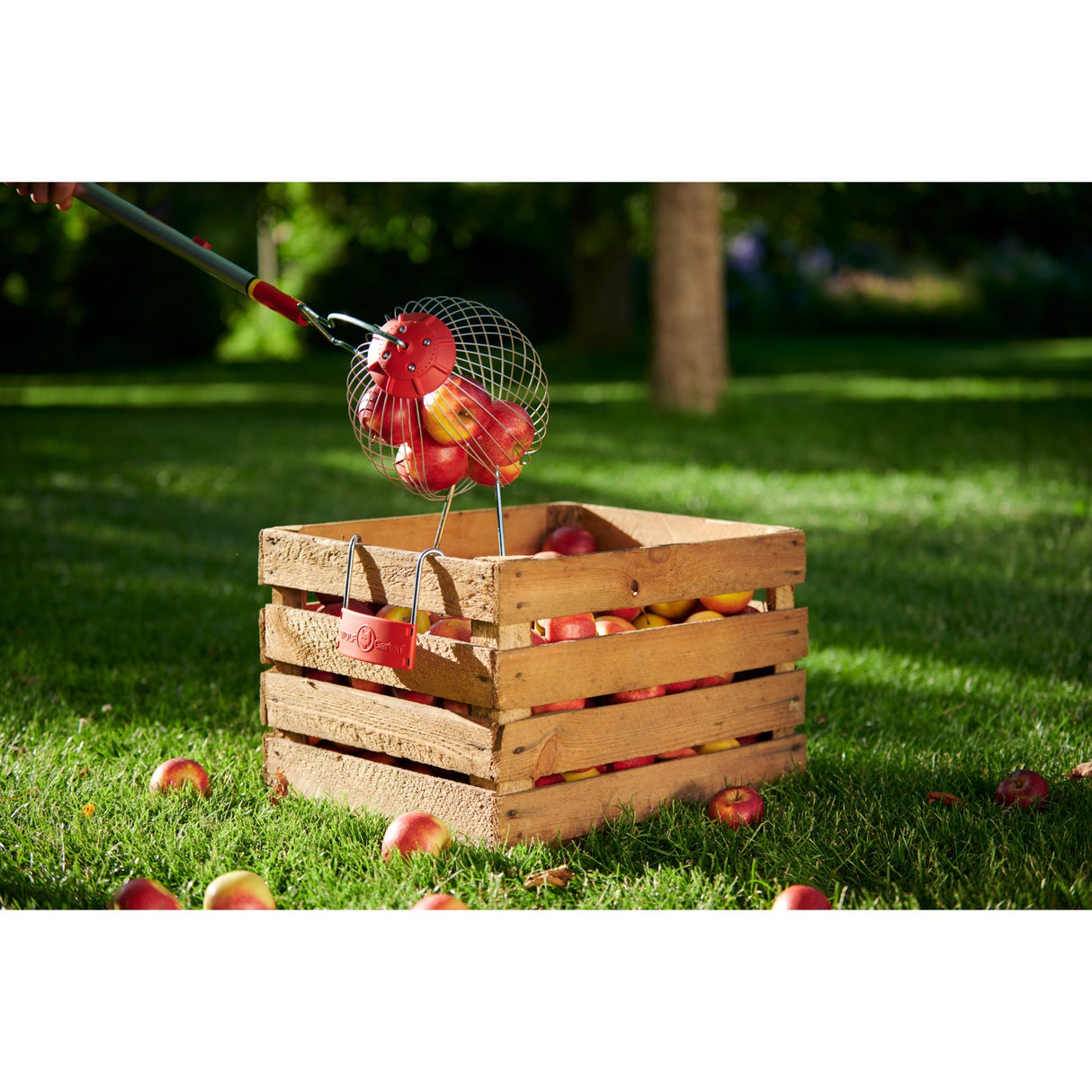 Coletor de frutas fc-m fc-m de lobo