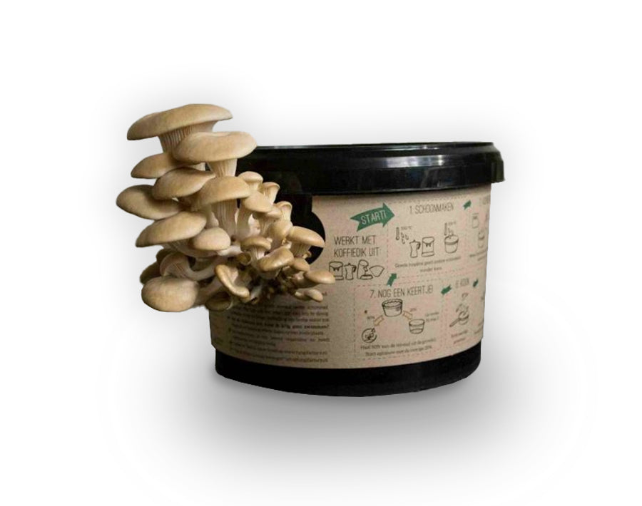 Funghi Factory Oyster Mushrooms crescono su fondi di caffè