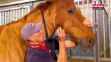 Heiniger klippemaskine progress horse 2331tds