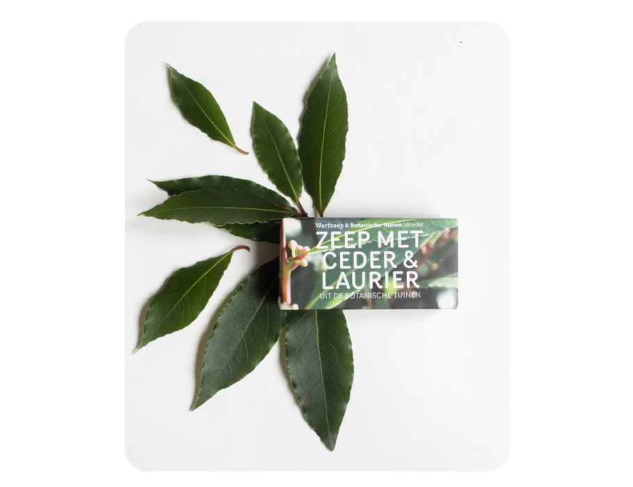 Werfzeep - botanische tuinen - ceder laurier