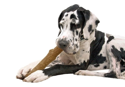 Petstages dogwood trvalá hůl