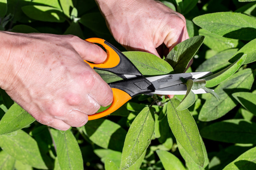 Masterclass Herb Sichissors 15 cm de acero inoxidable de goma naranja